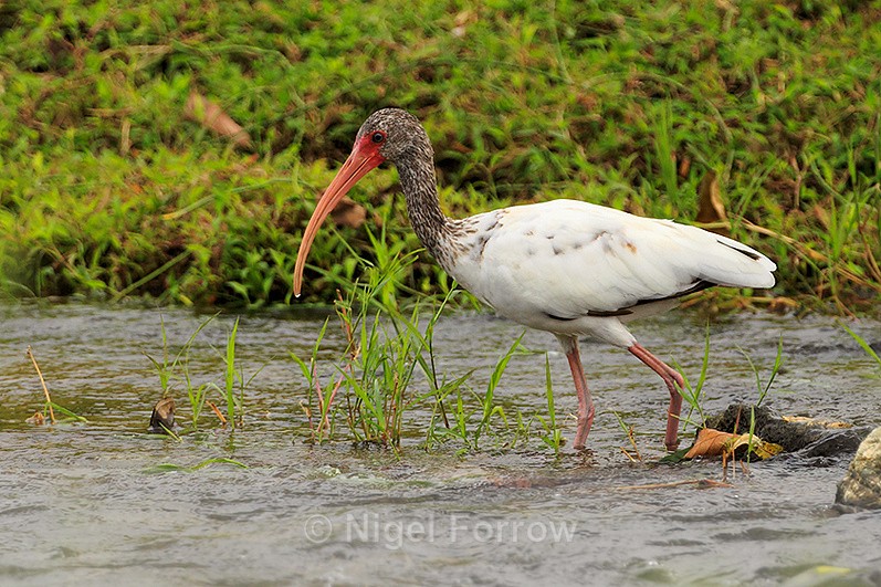 White Ibis (juvenile) wading in a river near Puerto Jiminez - White Ibis