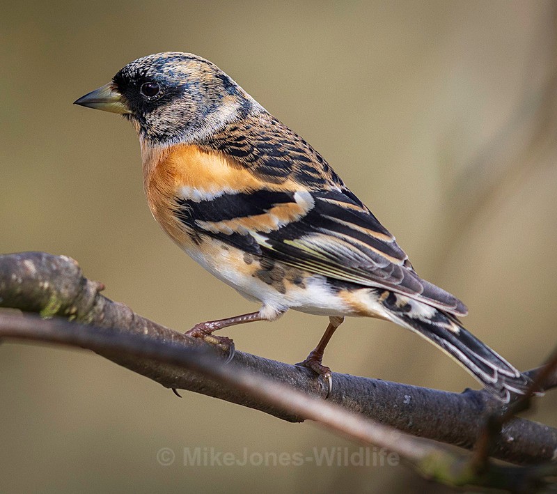 BRABMLING 9 - BRAMBLING