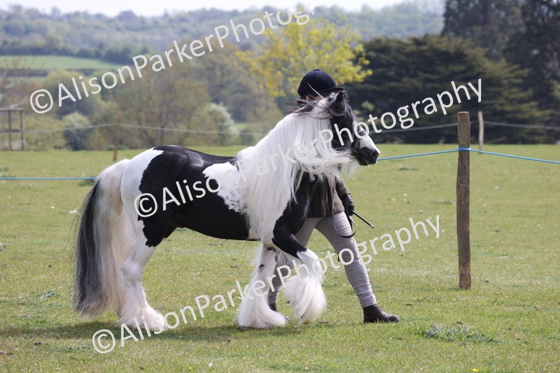 20260426-3290 - Class 27 - Coloured Horses and Ponies