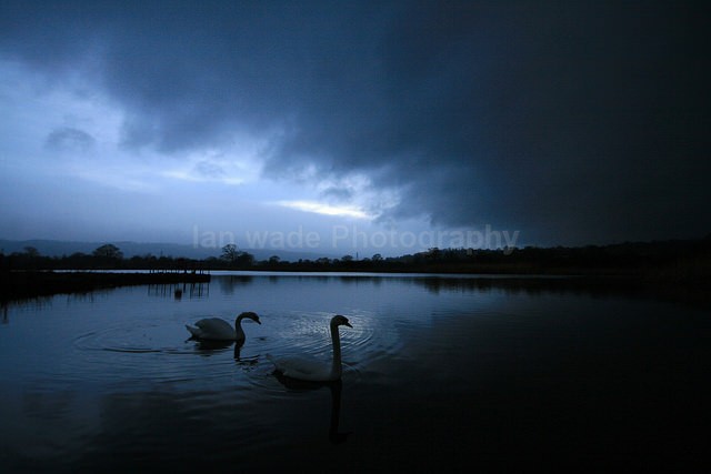 Mute swans at dusk on Chew Valley Lake in Somerset_003 - Birds, swans and gulls