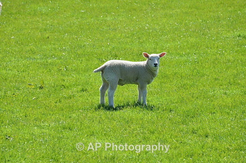 ACP_4157 - Sheep