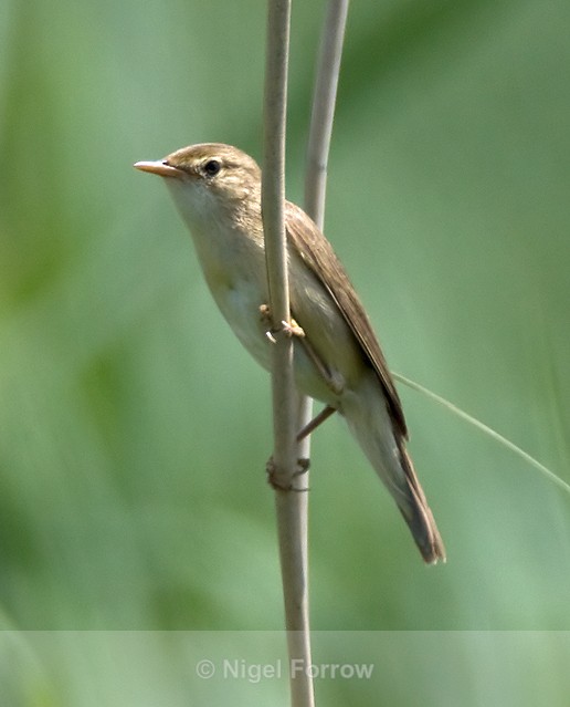 Marsh Warbler perched on a reed stem at Otmoor - Marsh Warbler