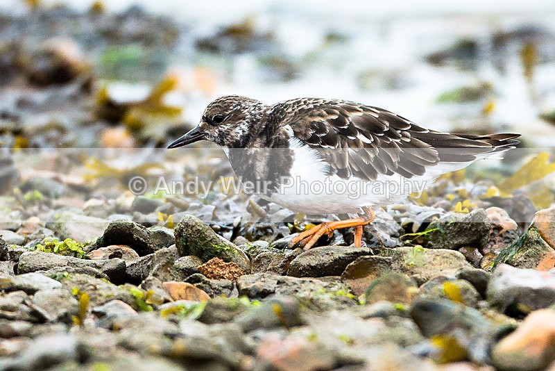 20130930-3K8A6340 - Turnstone