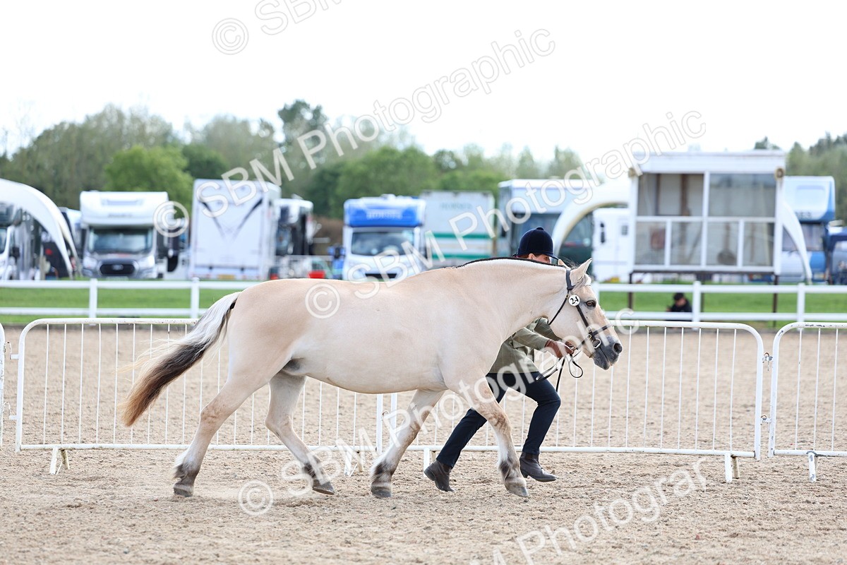SBM_18711 - Class 317 - IH Pure Bred Horse-Pony