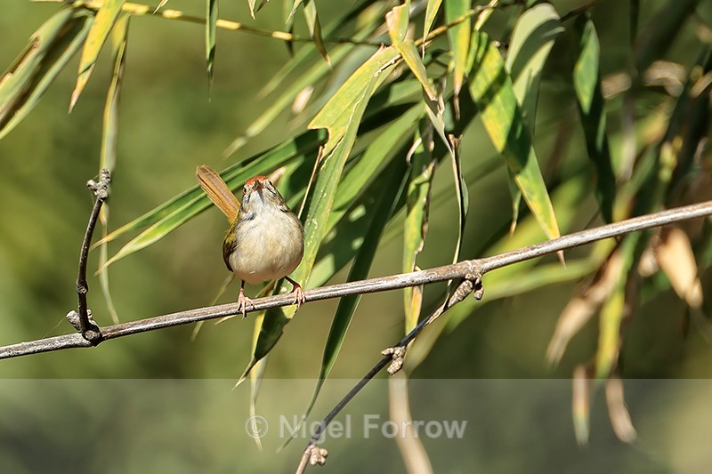 Common Tailorbird front view, Tala, Madhya Pradesh, India - Common Tailorbird