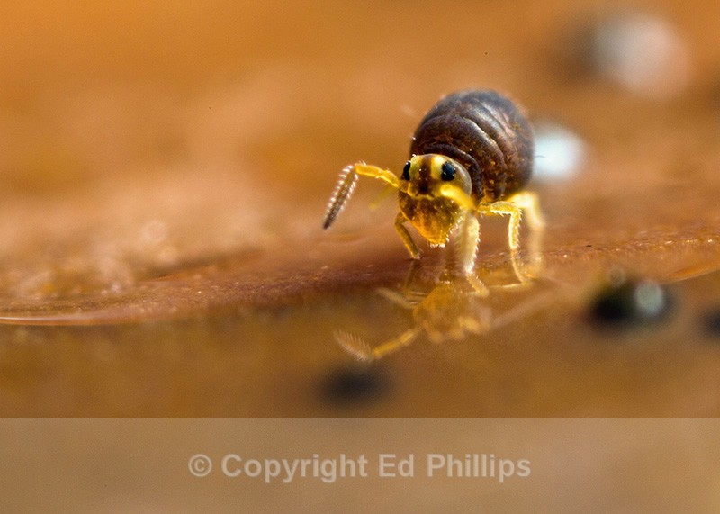 Sminthurinus igniceps - Sminthurinus igniceps