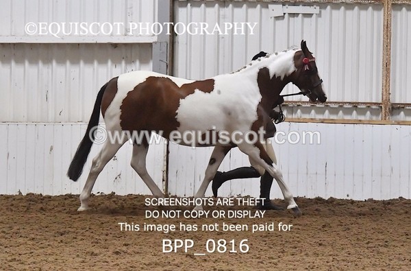 BPP_0816 - RING 2