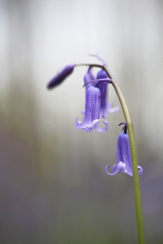  - Woodland scenes & flowers