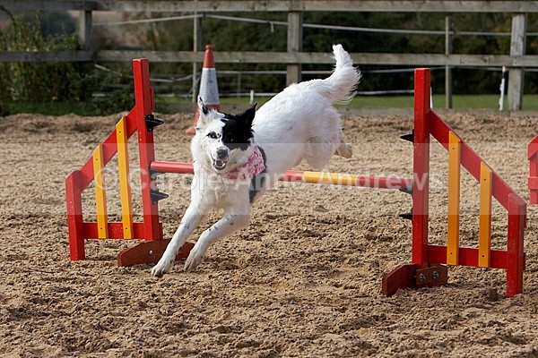  - Greenstead Green Farm Shop Animal Open Day