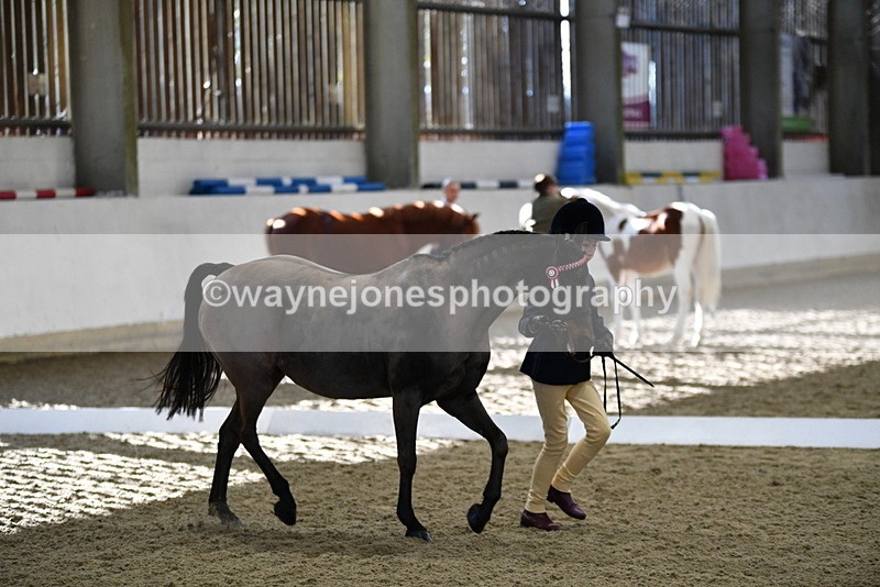 WJ5_3589 - Class 5 In Hand Veterans