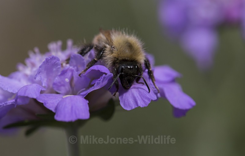  - BUMBLE BEE GALLERY