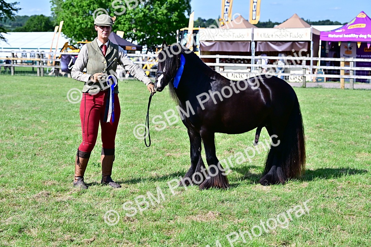 SBM_09490 - Class 63-65 - Traditional Gypsy Cobs In Hand & Ridden