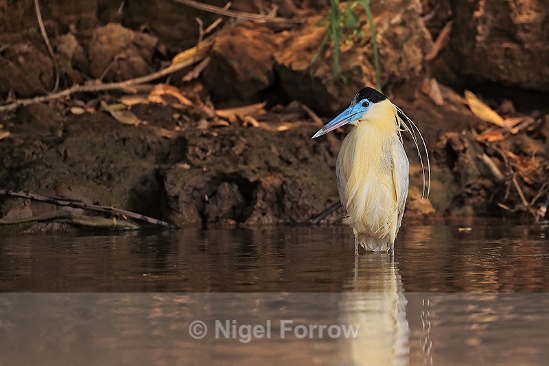 Capped Heron, front view, Pantanal, Brazil - Capped Heron