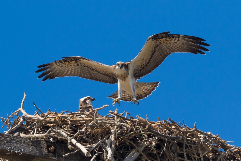 0A3A5170 Safe Landing - Osprey