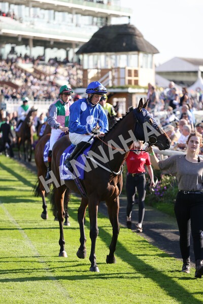 yr08102021r3-5 - Race 3 3.15pm Download The Casumo App Today Handicap