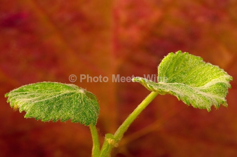 - Details & Abstracts / Details & Abstrakte Bilder