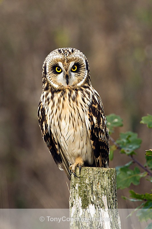 Short-eared Owl - Birds
