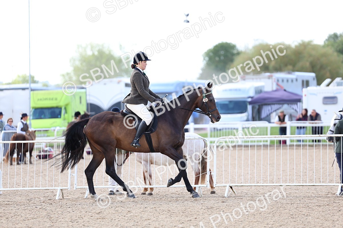 SBM_10836 - Class 305 - Ridden Foreign Breeds - Pure Bred