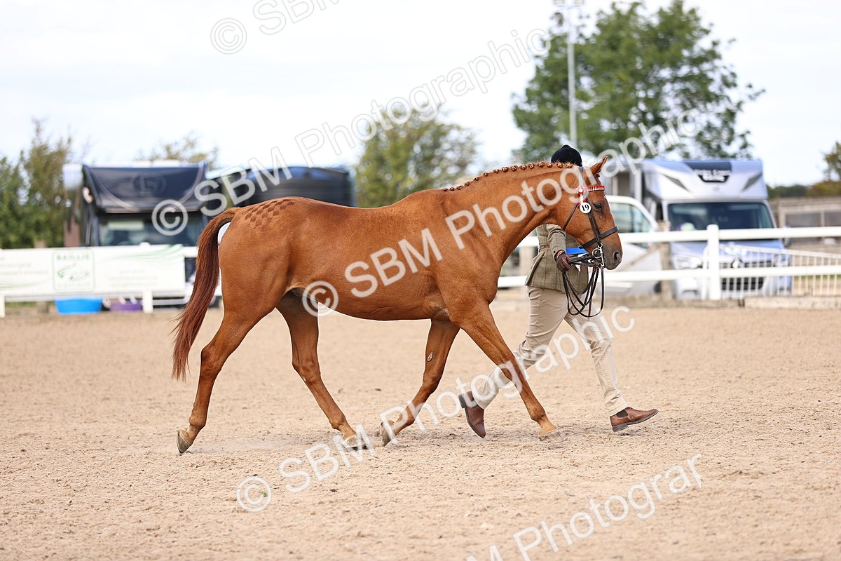 SBM_11568 - Class 407 - IH Hack-Riding Horse