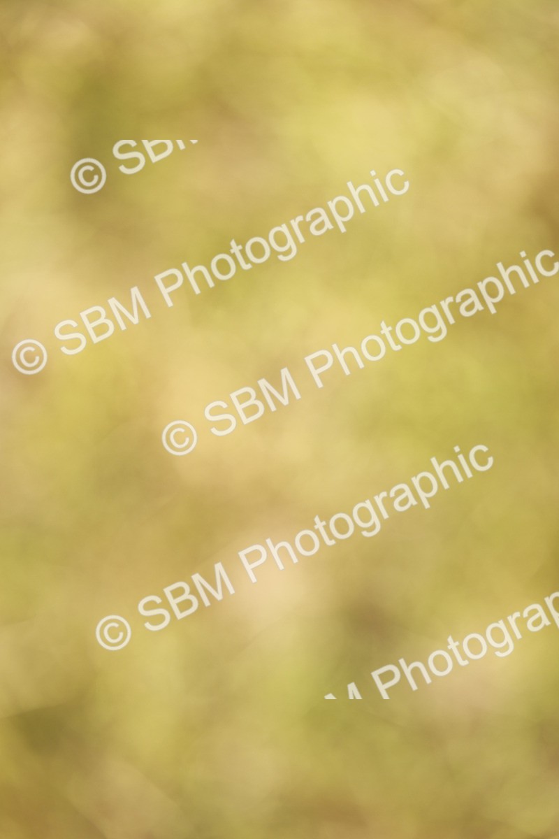 SBM_00784 - Class 14-23 - Mountain & Moorland In Hand Non Welsh