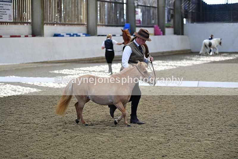 WJ5_3881 - Class 5 In Hand Veterans