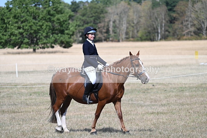 WJ7_1164 - Class 41 Prettiest Mare