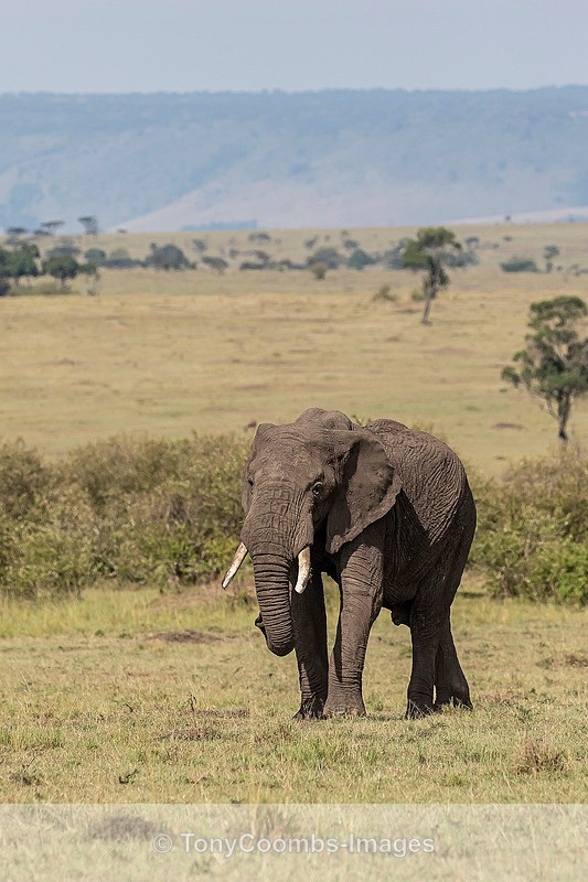 Elephant - Mara North ~ Other Mammals