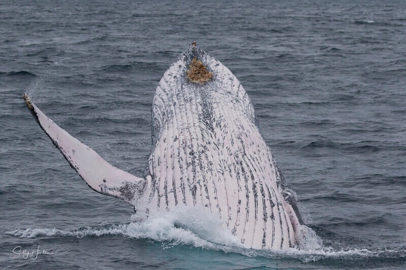 0A3A5740 - 2024 Whale Photos