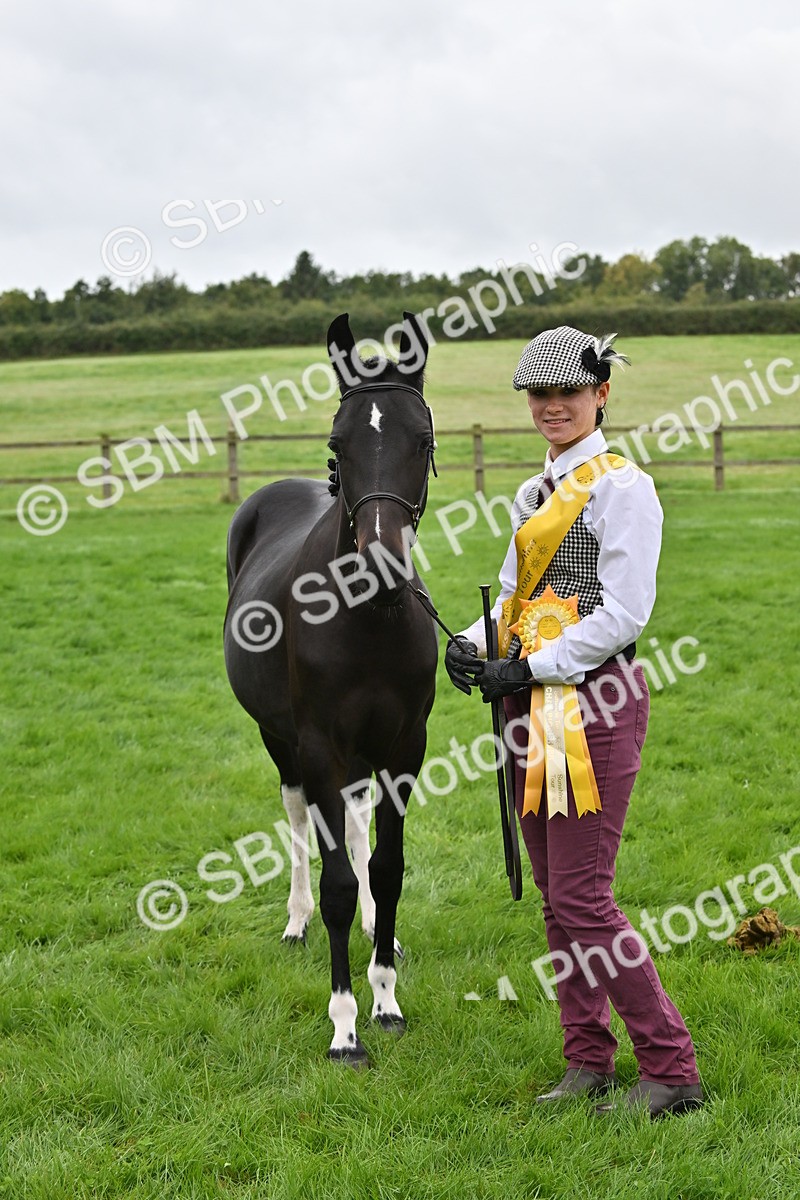 SBM_57585 - S46 - Part Bred Arab & Native Pony In Hand