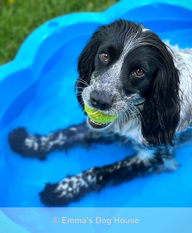 - Pawtraits