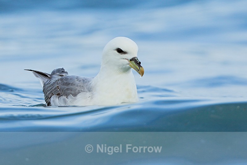Fulmar - low angle view, Grundarfjörður, Iceland - Fulmar