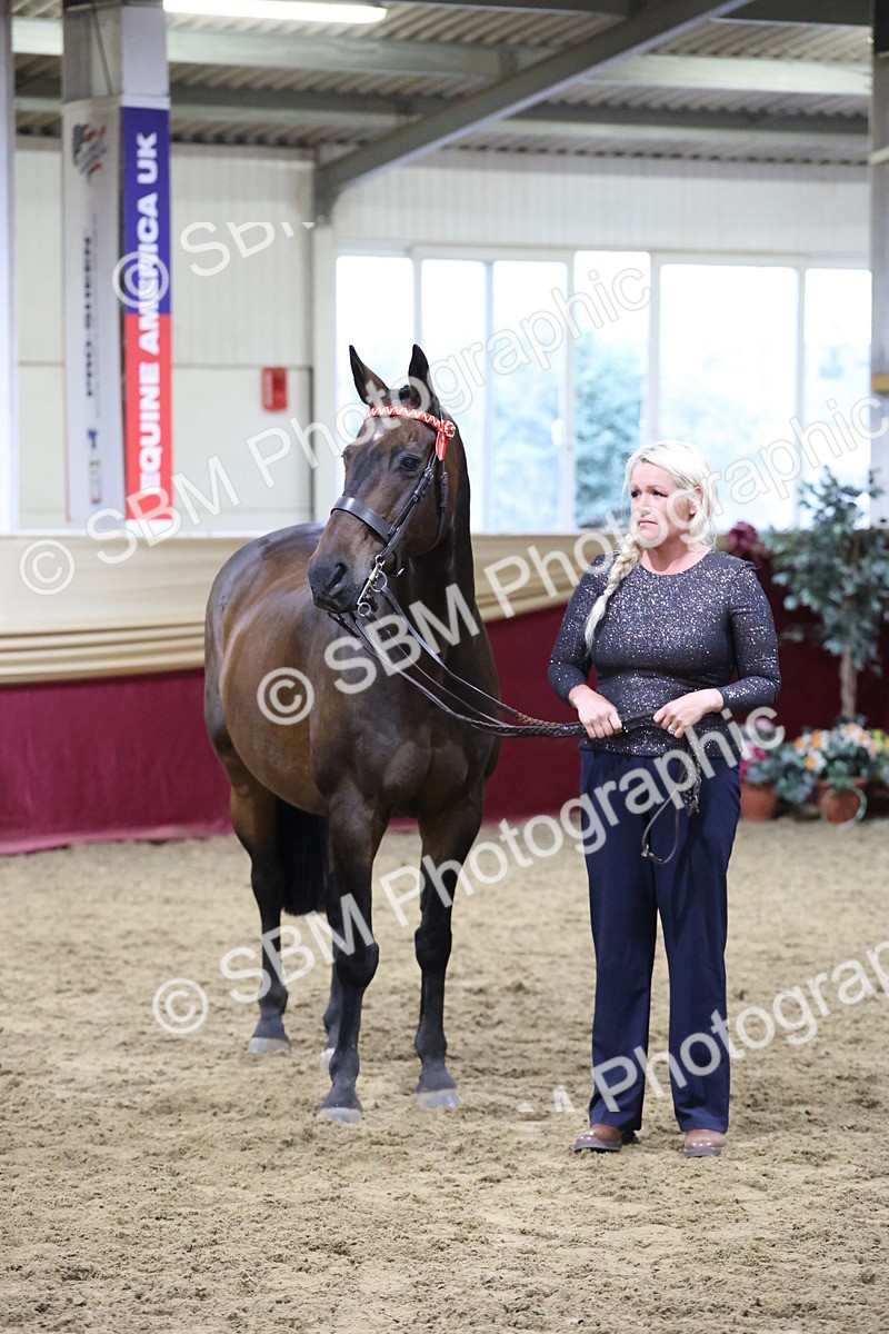 SBM_20541 - Class G - IH Large (over 148cm)Champ