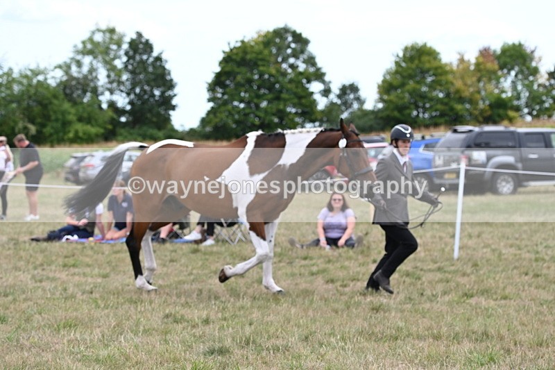 WJ6_6076 - Class 19 In-hand Veterans (Uploaded correct folder)