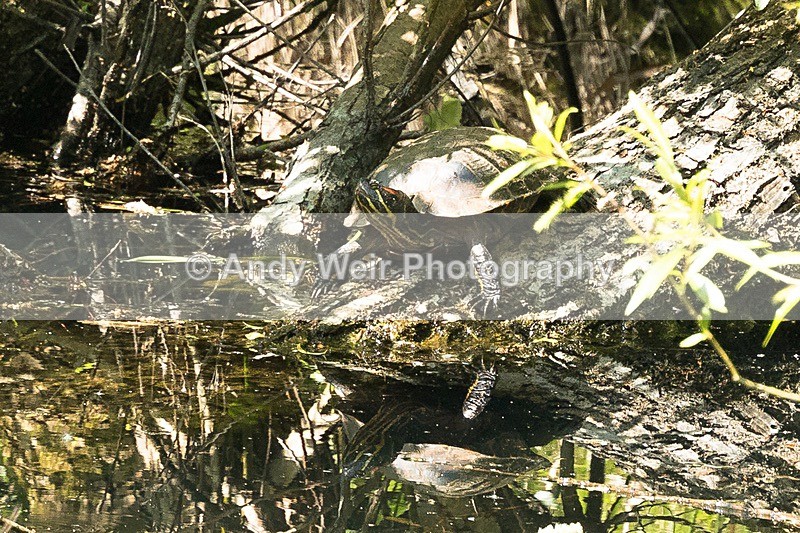 20170510-8E0A1121 - Amphibians