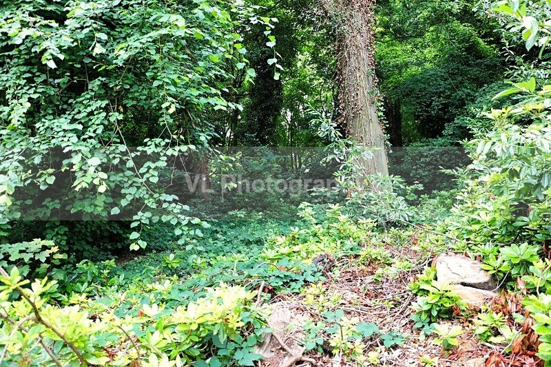 Tree - Plants and Trees