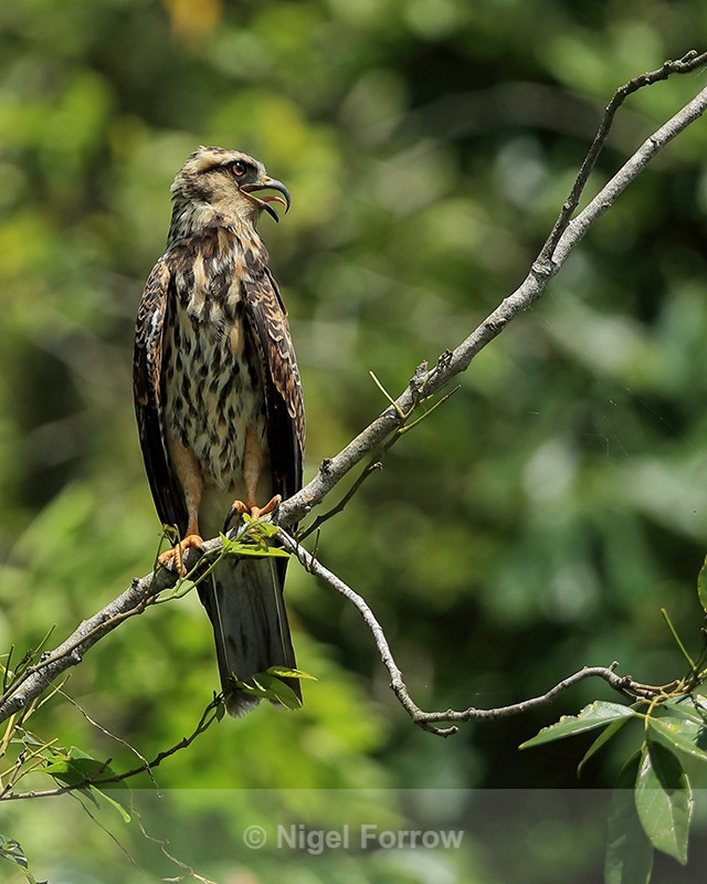 Snail Kite (immature) perched, Panama - Snail Kite