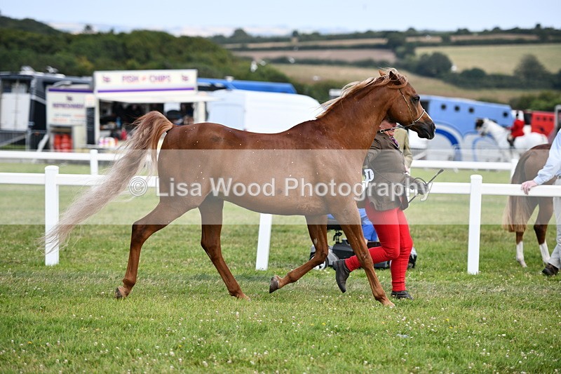 DSC_8446 - Class 69: Pure, Anglo & Part Bred In Hand Arab