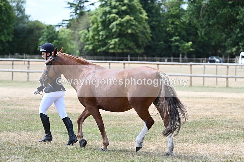 WJ7_1966 - Class 4a Prettiest Mare 14.2hh and over hand