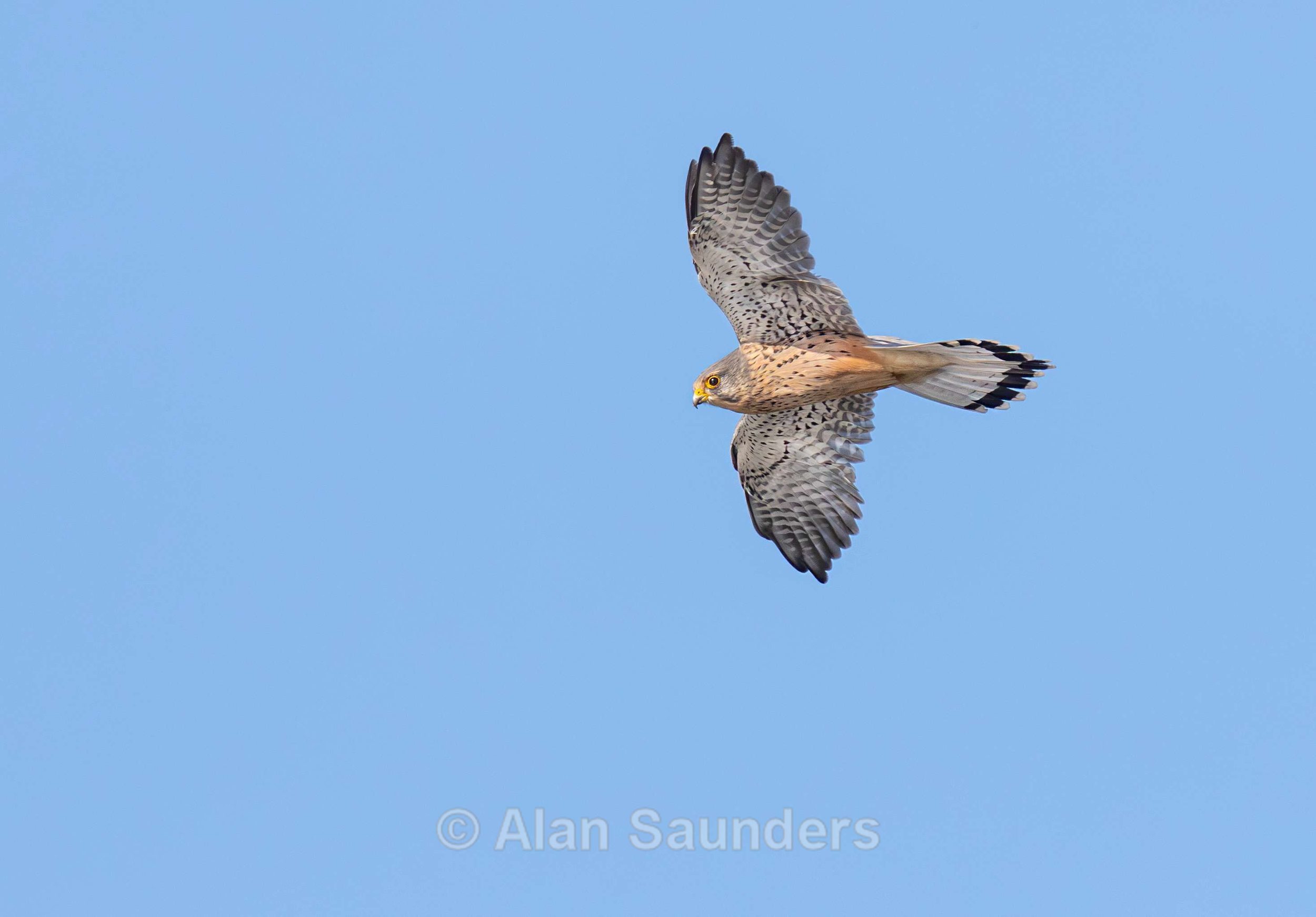 Kestrel 2