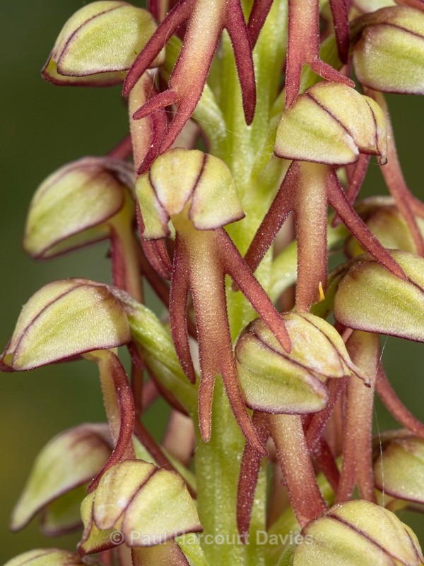 Man Orchid (Orchis anthropophorum synonymous with  Aceras anthrophorum)  - Wild Orchids 2021