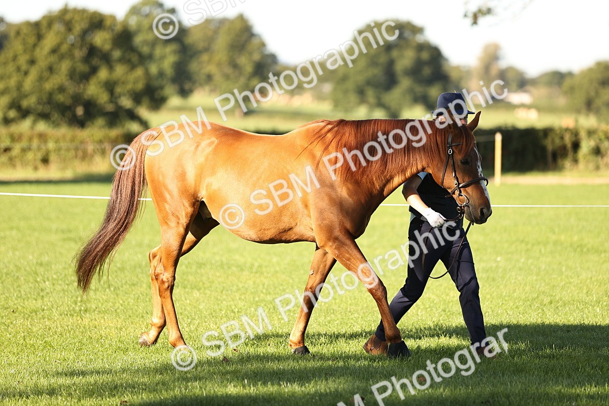 SBM_15692 - S1 - TSR in Hand Horse & Pony Showing