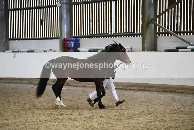 WJ5_5726 - Morning in hand Championship