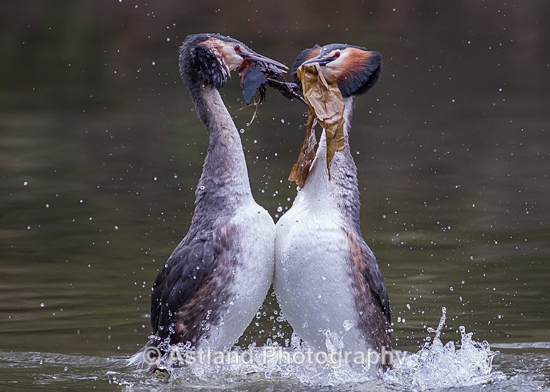 Astland Photography, Bird and Wildlife Images, Susan and Peter Wilson, U.K.
