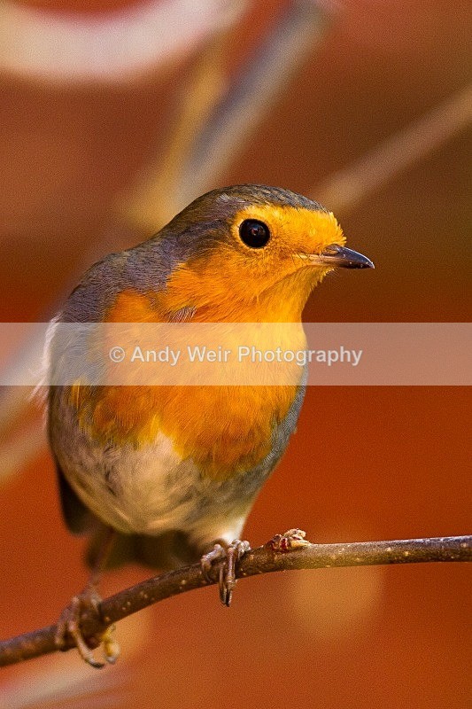 20120115-_MG_8277 - Robin