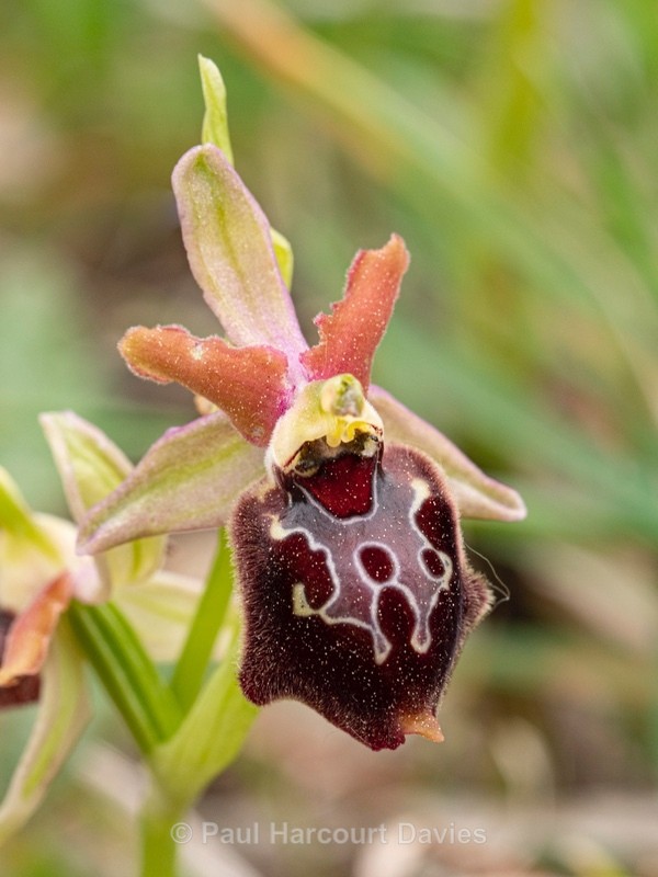 Ophrys x corturii  `hybrid Ophrys between O. holoserica subsp apulica x O. passionis subsp. garganica. - Gargano - Wild Orchids