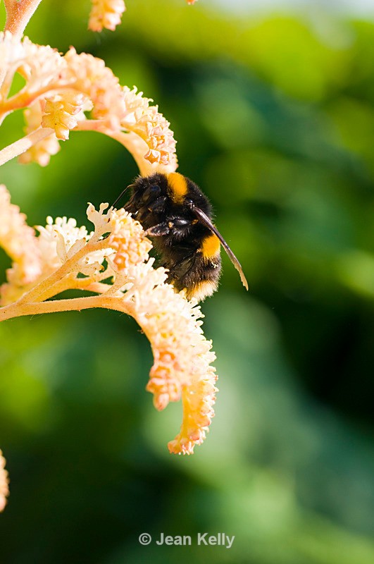 Bee - 3701 - Insects