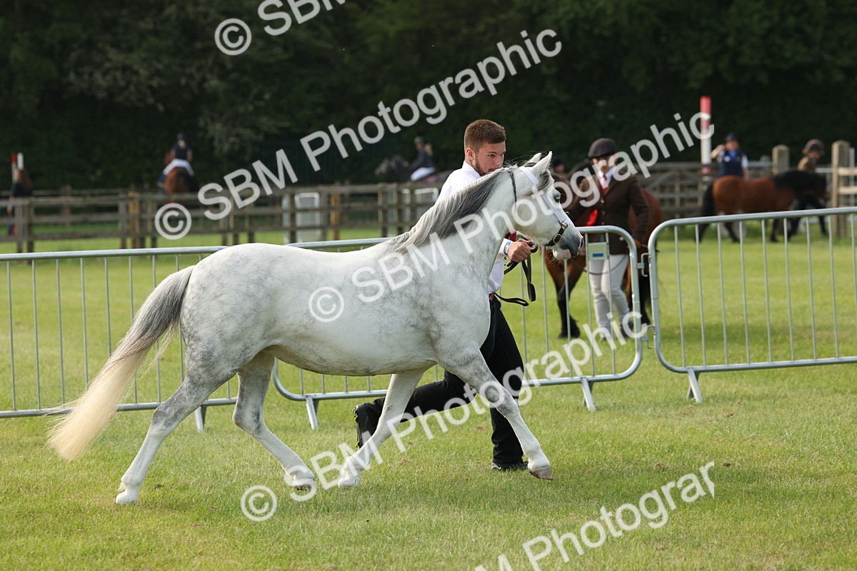 SBM_00547 - Class 6-13 - Mountatin and Moorland In Hand Welsh Breeds