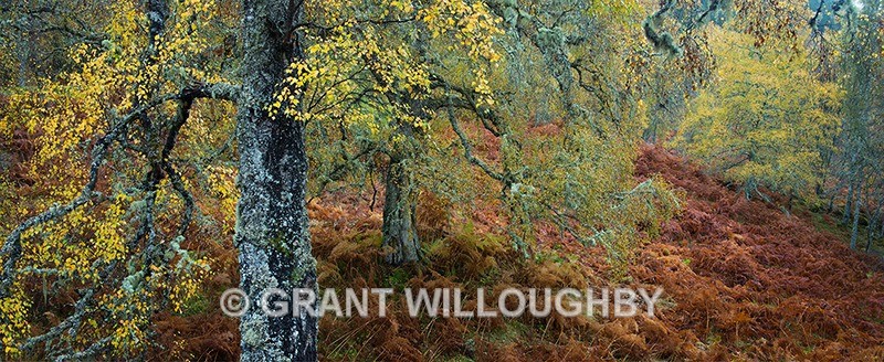 Blazing glen Affric1 - Woods Trees Gorges and Waterfalls
