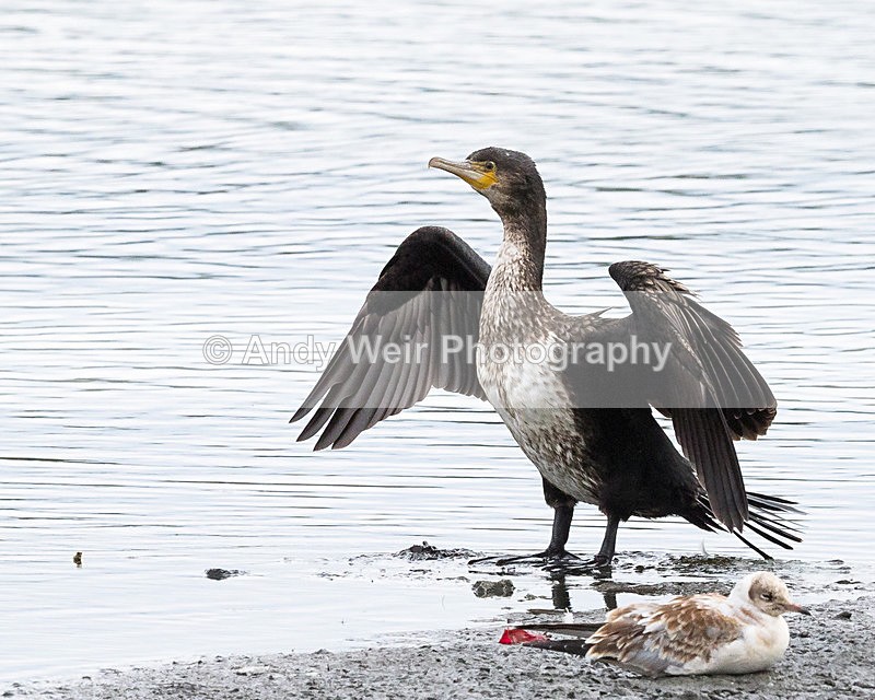20150802-8E0A0400 - Cormorant