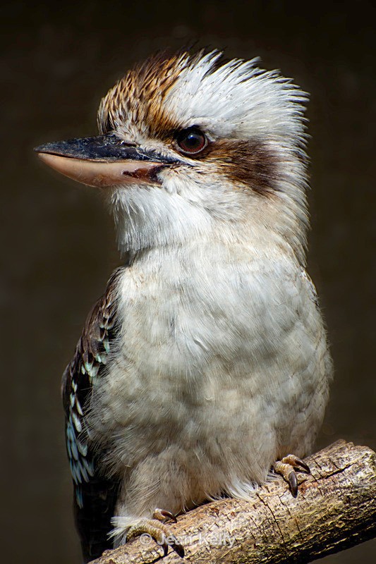 Laughing Kookaburra - DSC_9816 - Birds